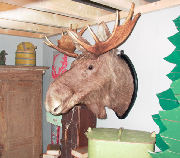 huge scandinavian moose, Sweden, 21th century - #10344